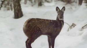 Кабарга — Musk deer