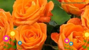 Роза спрей Оранж Микадо. Краткий обзор, описание характеристик, где купить саженцы Orange Mikado