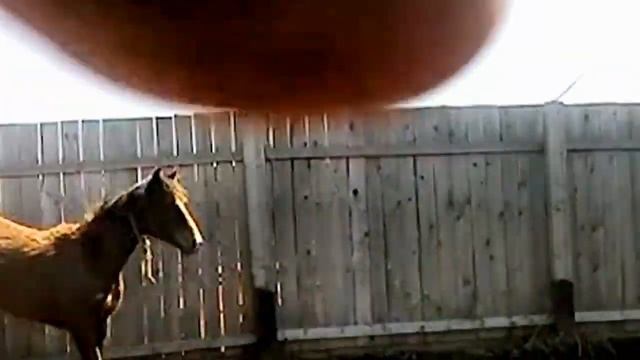 Американский способ отлова лошадей в России: Неуловимые лошади смотреть онлайн