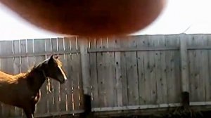 Американский способ отлова лошадей в России: Неуловимые лошади