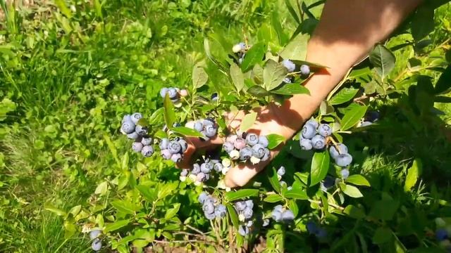 Голубика ДЮК в Подмосковье. Сорта голубики. ТопСад