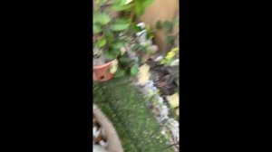 Bunnies eating Home Grown Fresh Lavender - Filmed by Cara - Gemelle Channel