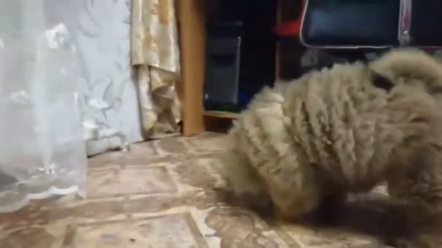 Маленький Чау Чау смотреть онлайн