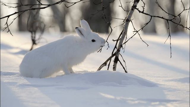 ООД с детьми младшего дошкольного возраста по познавательному развитию "Путешествие в зимний лес" смотреть онлайн