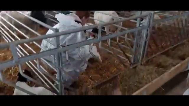 Искусственное вскармливание ягнят. Атрофированное вымя у овцы смотреть онлайн