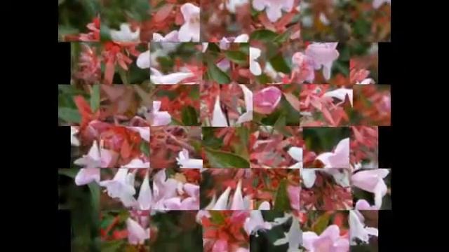 Уютный дом - абелия корейская смотреть онлайн