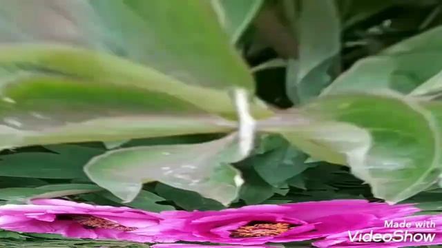 Древовидный пион зацвёл! смотреть онлайн