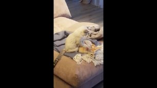 Кот делает массаж фенеку