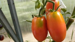 Сан Марцано! (San Marzano) Полный обзор томата