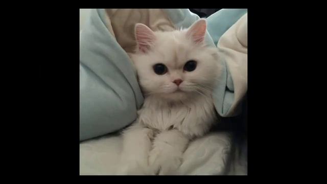 Обзор А. Грибоедов "Горе от ума" смотреть онлайн