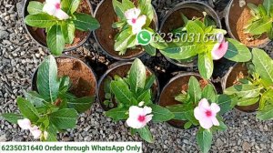 VINCA Varieties ഒന്നിച്ച് വേണോ മക്കളെ ഇവിടെ വരൂ 💜❤️💓💛💜 Wayanadan Touch Garden Vinca Plants for Sale