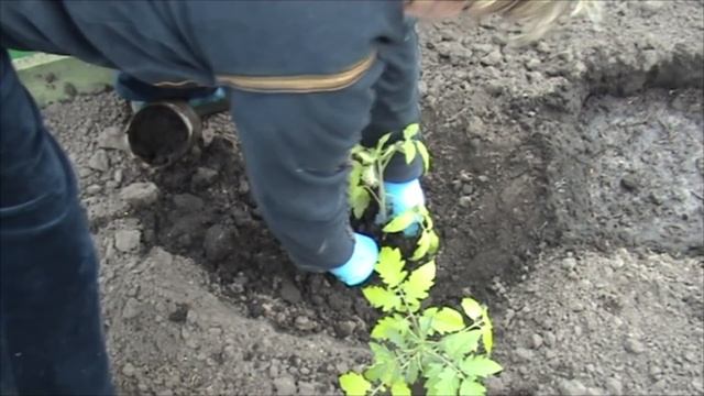 Посадка помидор в теплицу смотреть онлайн