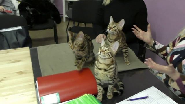 Зарубежные питомники кошек.
