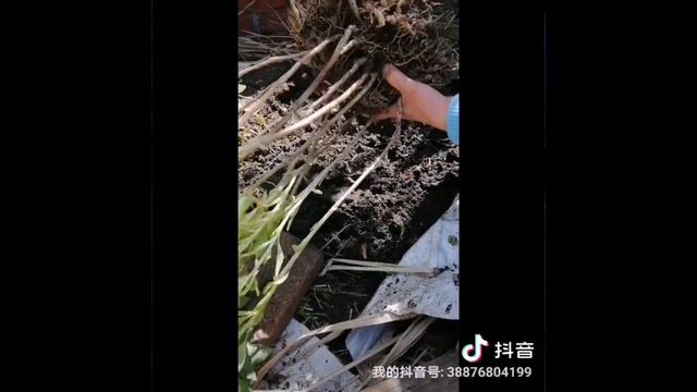 花草种植V1，六出花，pretty Alstroemeria，不需要照顾依然花开灿烂！ смотреть онлайн