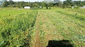 Трактор Т-40/ Косилка для ботвы картохи