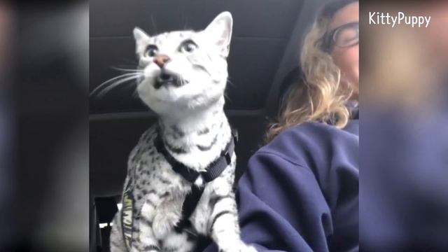 Talkative Egyptian Mau Cat Meow : Mau Egipcio смотреть онлайн