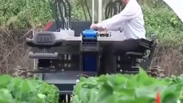 как собирают виноград +капусту смотреть онлайн