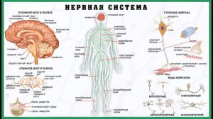 "Нервная система", Окружающий мир 4 класс ч.1, с.8-10, Школа XXI век.
