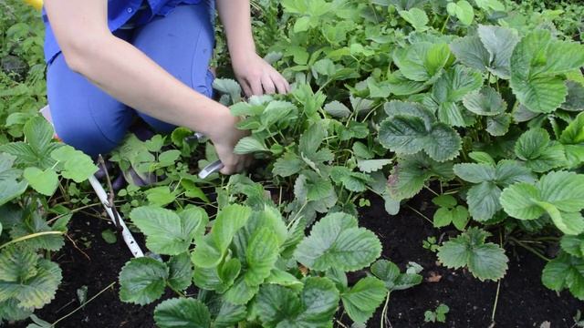 Как правильно обрезать клубнику. Можно срезать клубнику в августе. Скашивание листьев клубники. Можно срезать клубнику в августе. Как правильно обрезать клубнику весной.