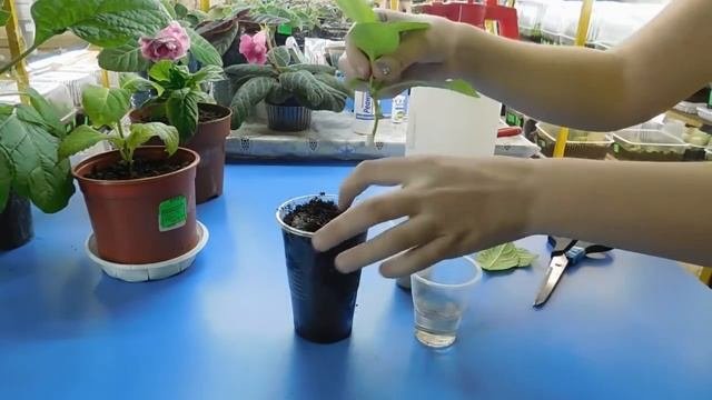 ✅ГОРТЕНЗИЯ ! РАЗМНОЖЕНИЕ ЧЕРЕНКАМИ ! Посадка и укоренение черенка