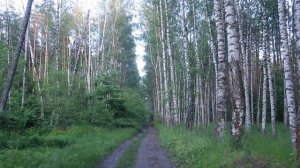 Чистотел на примере из жизни*исцеление