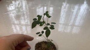 Из семян выращиваю розу Ангельские крылья.