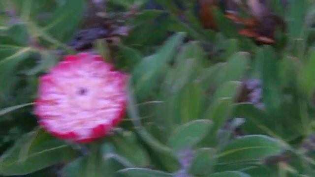 Proteas - 2010 bloom смотреть онлайн