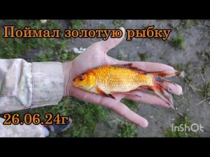 Поймал карася кои, на бесплатном водоеме #рыбалка #fishing #carpfishing #рыба #отдых #природа