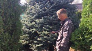 Ель колючая - ель голубая! Ель Глаука? Какую ель посадить на участке?