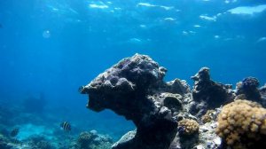 Коралловые рифы острова Гили Эйр. Индонезия 2018 г.