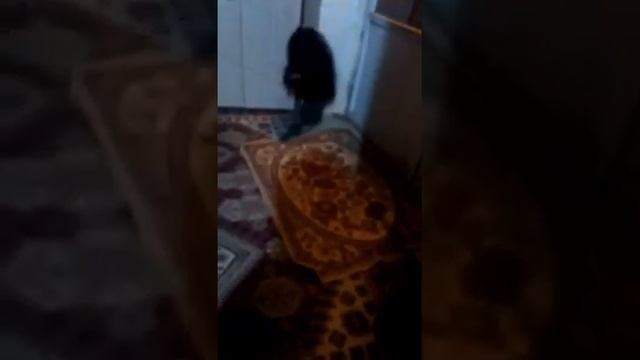 В Карачаево - Черкесии поймали Домового...сегодня, 10:48