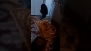 В Карачаево - Черкесии поймали Домового...сегодня, 10:48