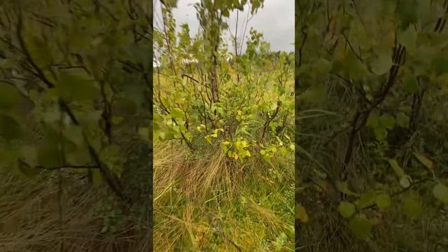 Ижма озеро)) IJMa Ozero как дошли, не понятно , упертые