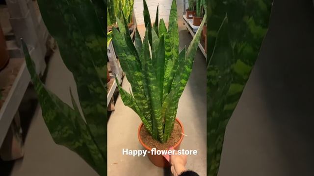 Сансевиерия Блэк Корал Д21 В80. Уточнить наличие и приобрести: www.happy-flower.store