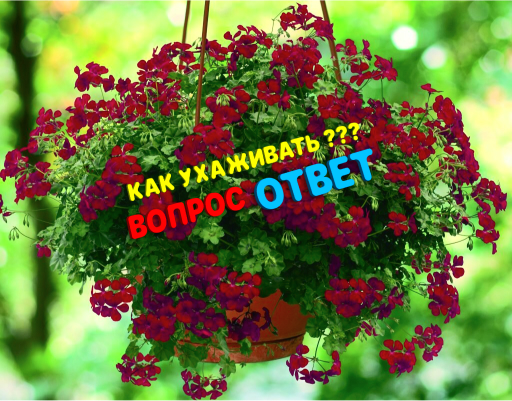 Как ухаживать за геранью.