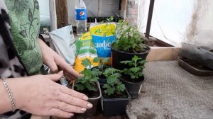 ПОДКОРМКИ(УДОБРЕНИЯ) ДЛЯ ХРИЗАНТЕМ. КОГДА И КАК КОРМИТЬ?