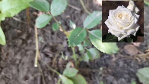 РЕЗУЛЬТАТ РАЗМНОЖЕНИЯ РОЗ ? РАЗМНОЖЕНИЕ РОЗ ОТВОДКАМИ И ЧЕРЕНКАМИ?