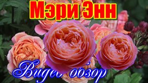 Обзор розы Мэри Энн (Чайно гибридная) - Mary Ann (Tantau 2010)