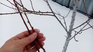 Пытаюсь Размножить Некторин "Харко" ЧЕРЕНКАМИ Весной!!! 2 марта 2023г.???