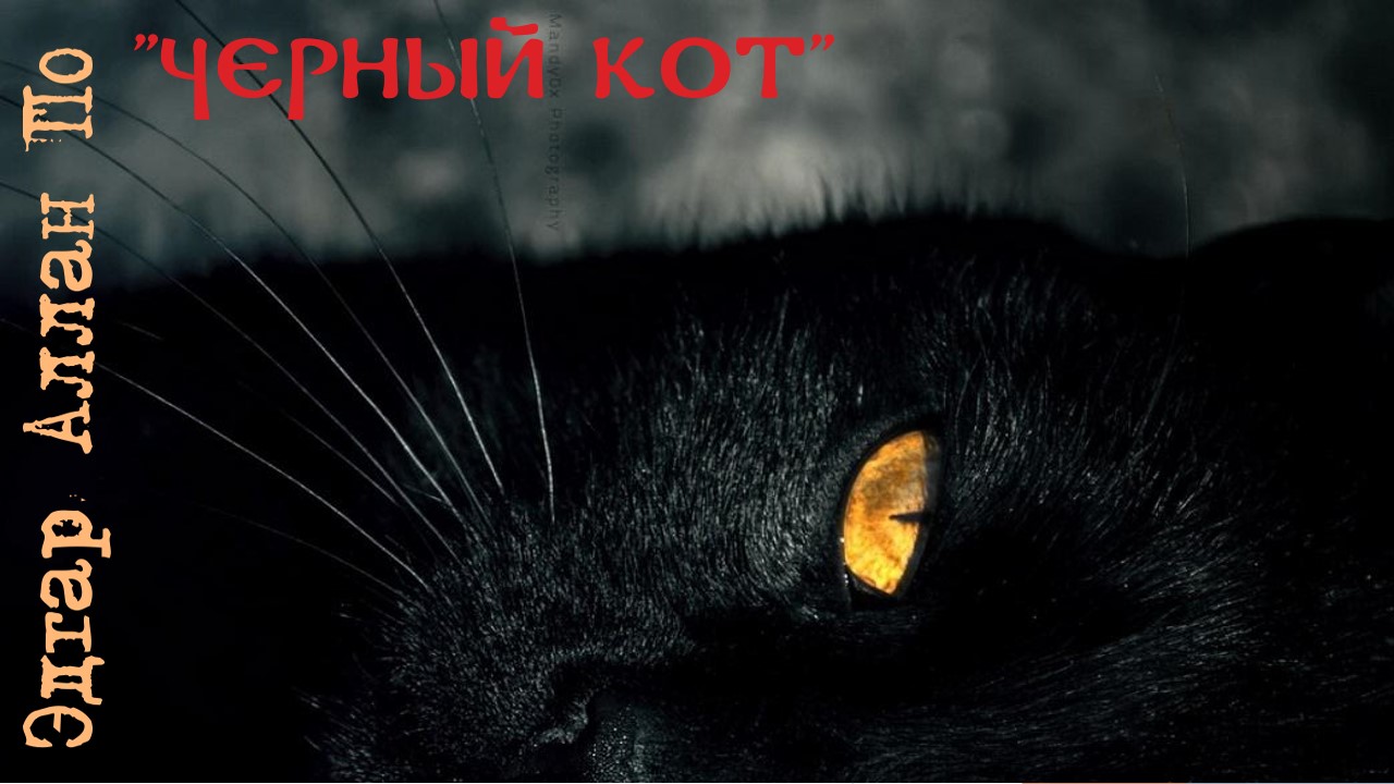 Черный кот аудиокнига. Кот орет ночью. Девушка с книгой и черным котом. Черный кот аудиокнига. Черный кот аудиокнига.