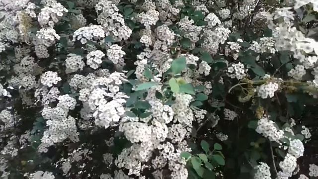 "Спирея белая" (стихотворение В. Гаазова) смотреть онлайн