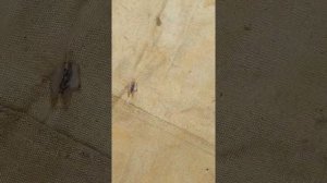 палатка уст56 номер 3