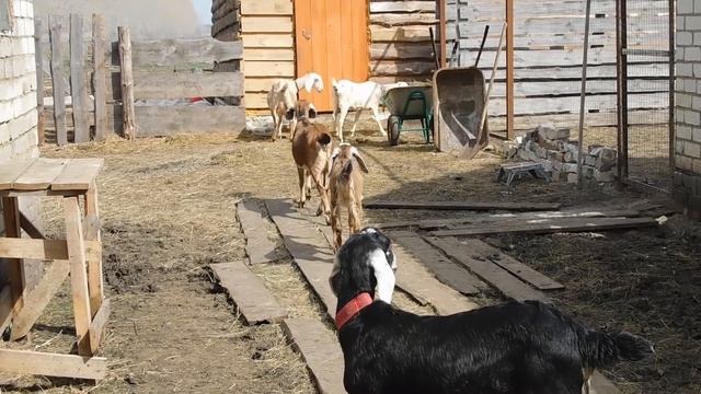 КЛИЕНТ МЕНЯ ОБИДЕЛ! Я В ШОКЕ ОТ "ДОБРЫХ ЛЮДЕЙ"...КАКИЕ УСЛОВИЯ ПРОДАЖ НАШИХ ЖИВОТНЫХ? КОЗЛЯТА В ЦЕН