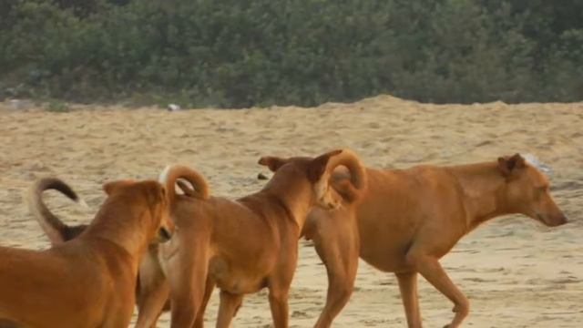 Калангут 2017, Гоа, Индия (Calangute, Goa India).