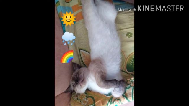 Погода на завтра от Снежа: все будет хорошо 