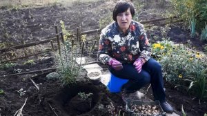 НАРЦИССЫ | ОСНОВНЫЕ ПРАВИЛА ПОСАДКИ | Секреты пышного цветения