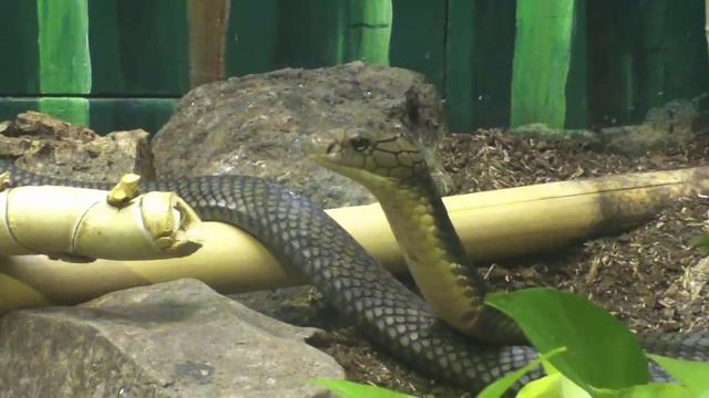 King Cobra - Ophiophagus hannah смотреть онлайн