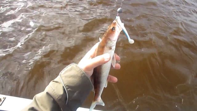 Устье Волхова, джиг, судак. 17 июня 2015 смотреть онлайн