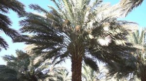 Финики Финиковые пальмы и финиковые сады