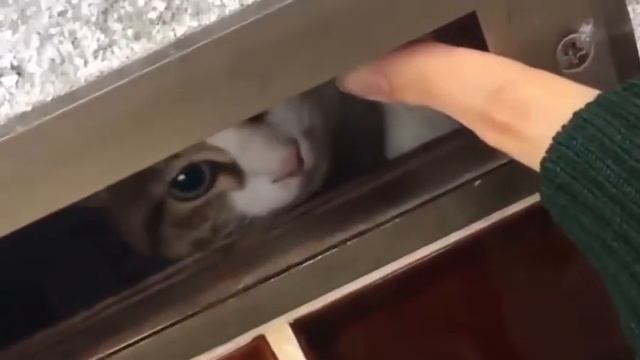 Самые новые смешные видео с домашними животными, смешные коты и кошки, новые приколы, смех до слез! смотреть онлайн